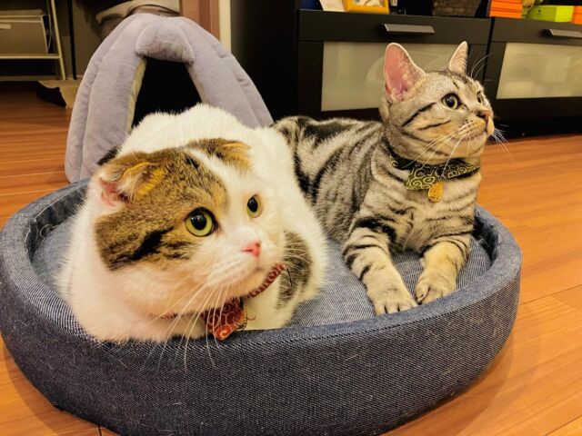 仲良し🐱

#スコティッシュフォールド 
#アメリカンショートヘア